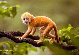 Tử vi hôm nay 1/10 của 12 con giáp: Tuổi Thân gặp sóng gió về tài chính