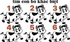 Con bò nào khác những con còn lại?