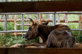 Đơn vị nào nhận nuôi đàn bò tót lai bị bỏ đói, gầy trơ xương ở Ninh Thuận?