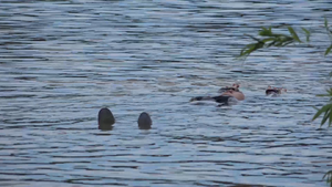 Kỳ lạ người đàn bà nổi trên sông trị bệnh ở An Giang