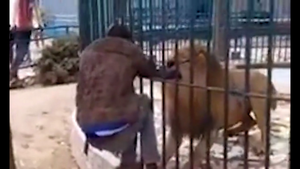 Clip: Khiêu khích sư tử, người đàn ông suýt bị cắn đứt tay 