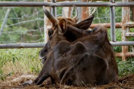 Đàn bò tót lai bị bỏ đói, gầy trơ xương ở Ninh Thuận được ứng tiền mua thức ăn