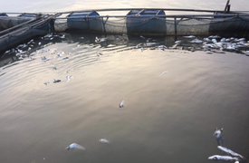 Thủy điện Hòa Bình xả lũ, hơn 40 tấn cá nuôi lồng ở Phú Thọ bị chết