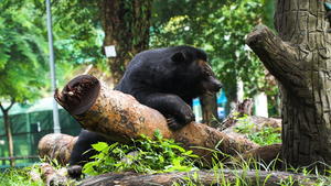 Đàn gấu ngựa ở Thảo Cầm Viên Sài Gòn có gì đặc biệt?