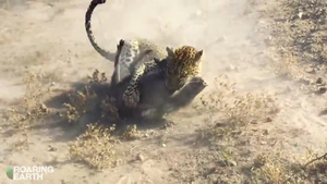 Clip: Nghẹt thở xem báo hoa mai ẩn thân rình mồi