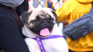 Video: Hơn 1000 thú cưng tham dự lễ hội độc đáo tại Cần Thơ