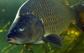 Thân máy bay sẽ có vảy như cá?