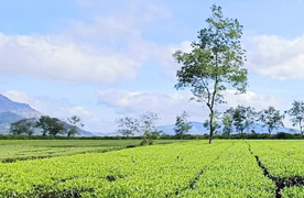 Có một Tây Nguyên xanh mát