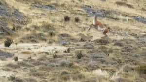 Video: Chênh lệch kích thước, báo sư tử bất lực trước con mồi