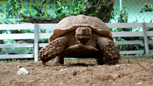 Video: Đàn rùa cạn khổng lồ, tuổi thọ hơn 100 năm ở Hà Nội