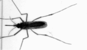 Vì sao muỗi thích hút máu người?