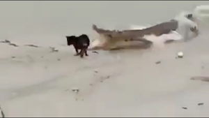 Clip: Mải săn mồi bên hồ, chó con suýt làm mồi cho cá sấu
