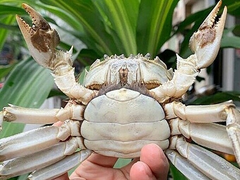 Từng gây sốt với giá tiền triệu, cua lông Hong Kong giờ rớt thảm