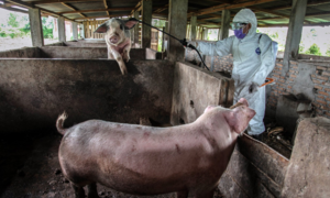 Phát hiện chủng virus corona cực kỳ nguy hiểm, có thể lây từ lợn sang người