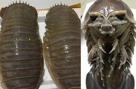 Bọ biển Việt Nam đắt hơn tôm hùm, cua lông Trung Quốc rẻ như rau