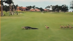 Cá sấu bị bầy vịt đuổi ra khỏi sân golf