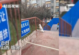 Bị dịch COVID-19 chia cắt, chú chó đợi bạn trên cầu bất kể nắng mưa