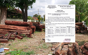 Sa thải Giám đốc và 2 cán bộ bảo vệ rừng ở Kon Tum