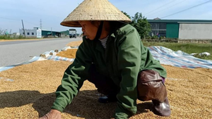 Người dân vùng lũ Hà Tĩnh xót xa nhìn thóc nảy mầm trắng xóa