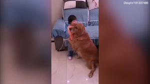 Chú chó bênh vực bé gái khiến trái tim bao người tan chảy