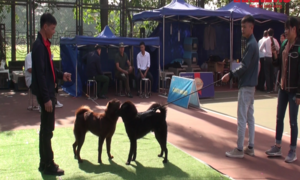 Chó Bắc Hà, Mông Cộc, Phú Quốc tham dự 'hội thi sắc đẹp' ở Hà Nội