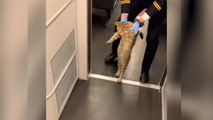 Bật cười khoảnh khắc mèo bị ‘mời’ xuống tàu cao tốc vì chủ nhân quên mua vé