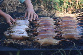 Làng bắt chuột đồng ở Hải Dương ngày chính vụ làm đến đâu hết đến đấy