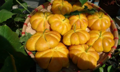 Cách làm bánh mỳ bí đỏ cho bé dịp Halloween