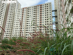 Vẻ hoang tàn tới lạnh người của những khu nhà tái định cư bỏ hoang ở TP.HCM
