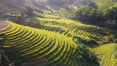 Video: Ngắm ruộng bậc thang vàng rực mùa lúa chín ở Quảng Ninh