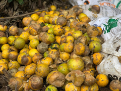 Xót xa cam đặc sản thối rụng đầy vườn sau mưa lũ ở Hà Tĩnh