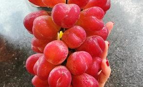 Nho Nhật hình trái tim giá hơn 2 triệu đồng/kg hút nhà giàu Việt