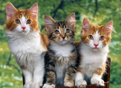 Tử vi 12 con giáp ngày 29/10: Tuổi Mão kinh doanh phát tài, tiền rủng rỉnh