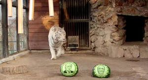 Vườn thú Nga cho động vật 'tiên tri' kết quả bầu cử Tổng thống Mỹ 2020