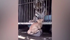 Hổ hết hồn vì bị mèo doạ đánh