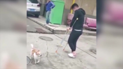 Clip: Chó 'trêu' người bằng cách nhại dáng đi cà nhắc