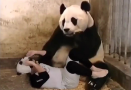 Cú giật mình của gấu mẹ khi biết nhận nhầm con