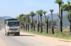 Người dân Nam Sơn đề nghị chuyển hàng cây hoa sữa ra khỏi khu dân cư