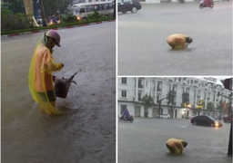Giữa thành Vinh ngập sâu, cô gái moi rác thông cống khiến dân mạng cảm kích