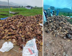 Nông dân Nghệ An tiếc 'đứt ruột gan' nhìn đàn gà 10.000 con chất đống sau lũ