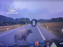 Khoảnh khắc tông vào trâu băng qua đường, ô tô 7 chỗ bị móp đầu