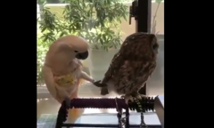 Clip: Chú vẹt 'cà chớn' thích trêu ghẹo cú mèo