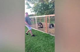 Clip: Chú dê bắt chước chủ nhào lộn rồi không dậy được