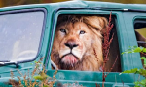 Ngồi chễm chệ trên ghế lái, sư tử định đi săn trên xe địa hình?