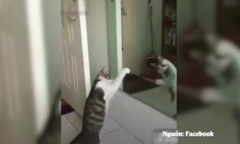 Clip: Mèo 'cà khịa' với bóng mình trong gương