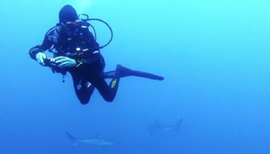 Video: Rùng mình cảnh nữ thợ lặn bị hàng trăm con cá mập vây quanh