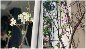 Hoa lê, đào rừng nở sớm hút khách Hà thành, người bán 'hốt bạc'