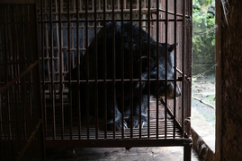 Ảnh: Giải cứu thành công hai con gấu ngựa quý hiếm bị nuôi nhốt 20 năm