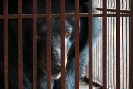 Hành trình tự do của hai chú gấu ngựa quý hiếm sau 20 năm giam cầm trong cũi sắt