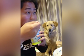 Clip: Chú chó 'sĩ diện' thèm thuồng nhìn lén chủ ăn 